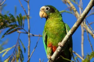 Read more about the article Birds of the Dominican Republic: enjoy the wings of paradise