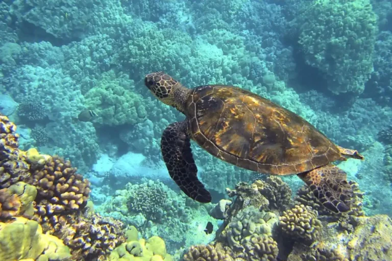 Native animals of the Dominican Republic: a treasure to be discovered