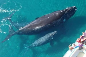 Lee más sobre el artículo Excursiones en Samaná: guía completa de aventuras inolvidables