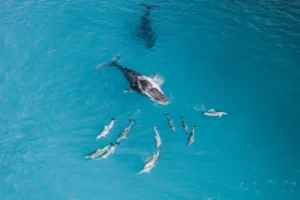 Read more about the article Whales in the Dominican Republic: when and how to see the migration?