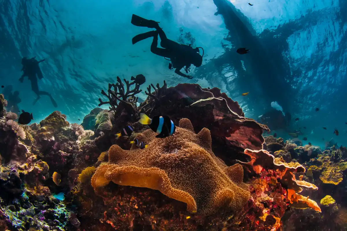Read more about the article Snorkeling vs. scuba diving: which deep-sea dive is right for you