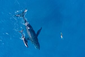 Read more about the article Whale Watching in the Dominican Republic: Where to Stay for the Best Experience