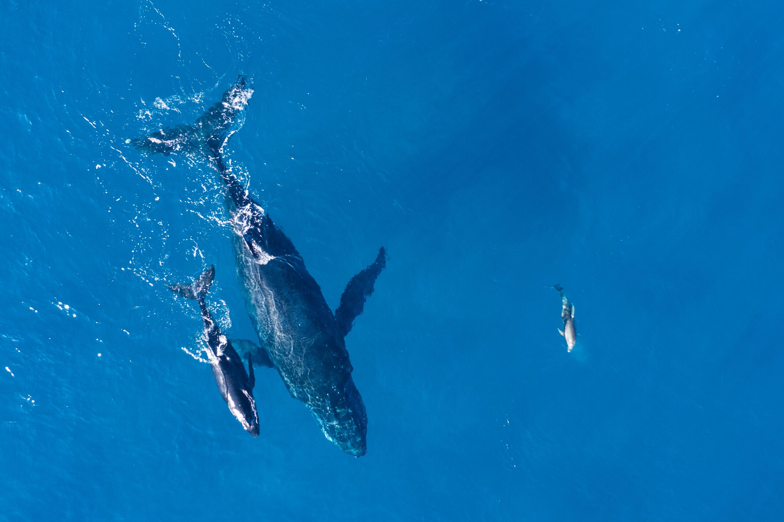 Read more about the article Whale Watching in the Dominican Republic: Where to Stay for the Best Experience