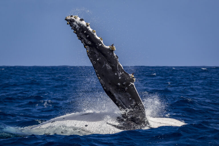 Samaná Whale Watching Tour: Best Time, Tips and Where to Stay